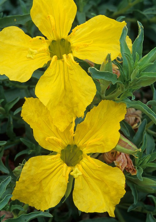 Oenothera hartwegii subsp. fendleri - Fendler's sundrops, Hartweg's sundrops