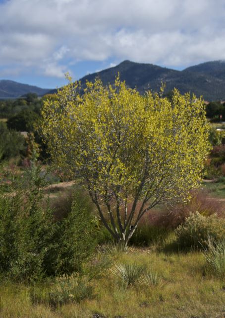 Forestiera pubescens var. parvifolia - New Mexico privet, New Mexico olive