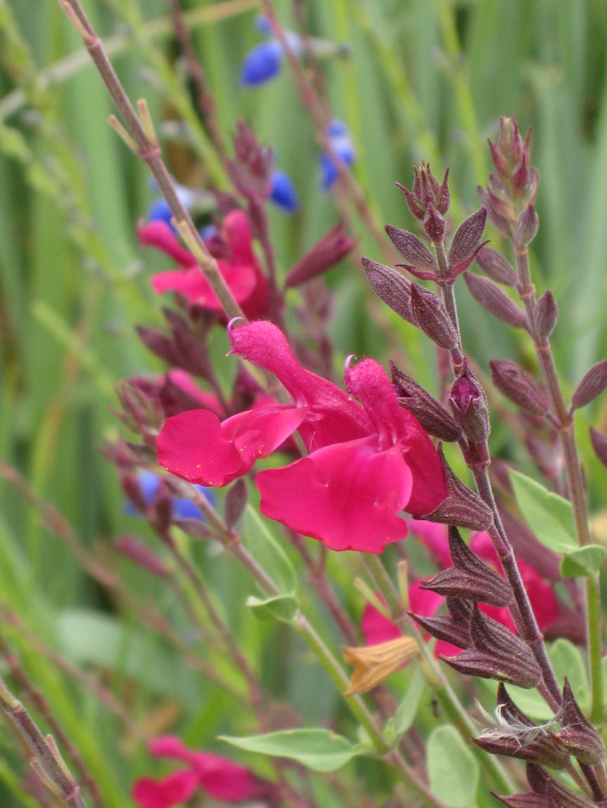 Salvia × greggii RASPBERRY DELIGHT® - Salvia RASPBERRY DELIGHT®, RASPBERRY DELIGHT® hybrid bush sage