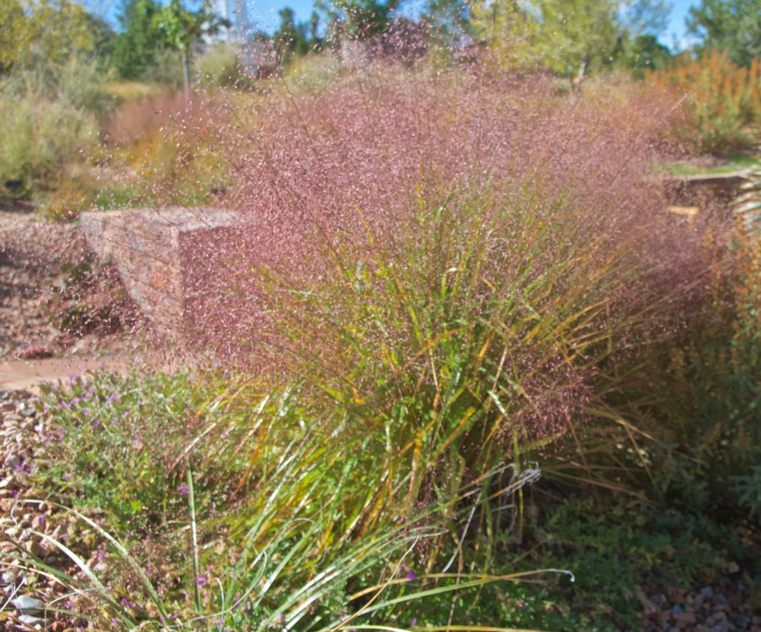 Eragrostis trichodes - sand lovegrass
