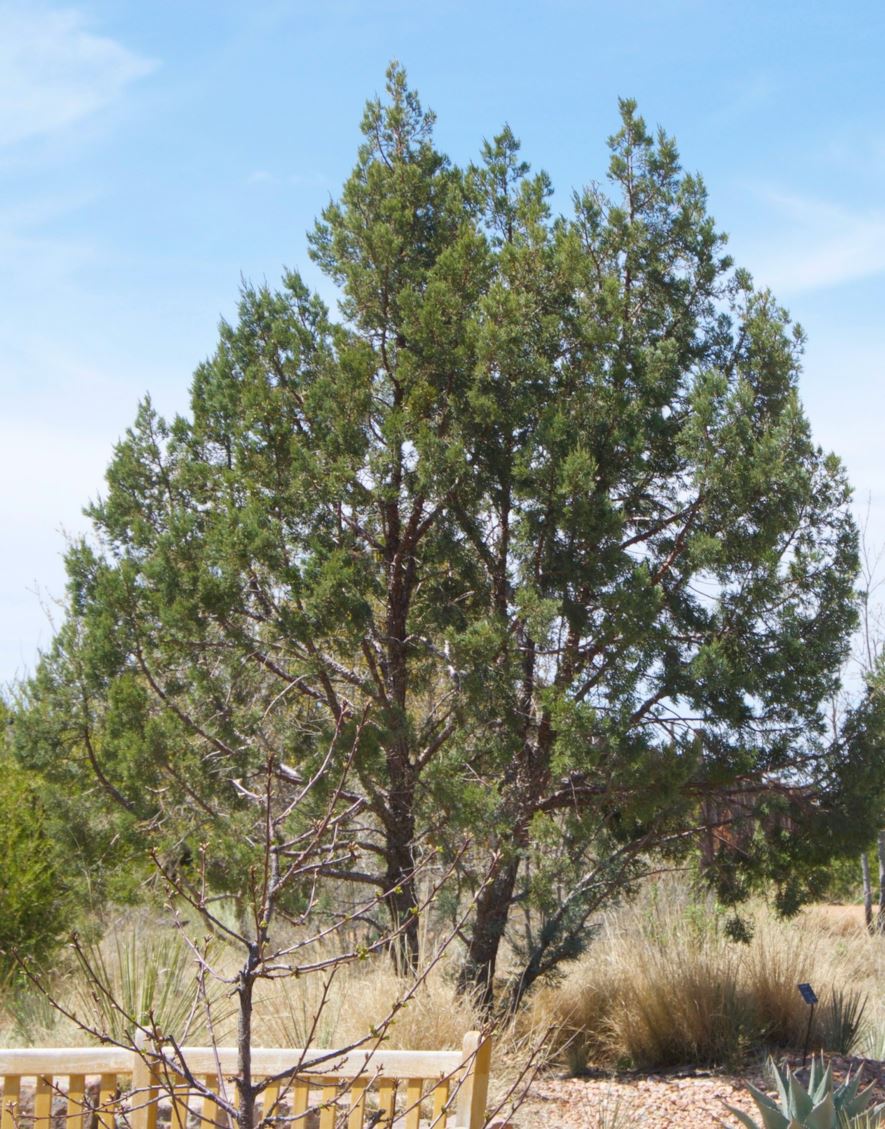 Juniperus deppeana - alligator juniper, táscate, táscale, táscal, táscate blanco, huata, cedro