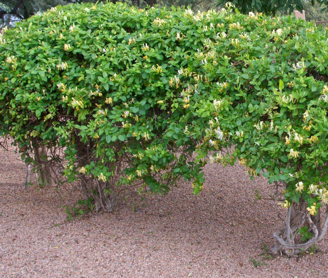 Lonicera japonica 'Halliana' - Hall's Japanese honeysuckle