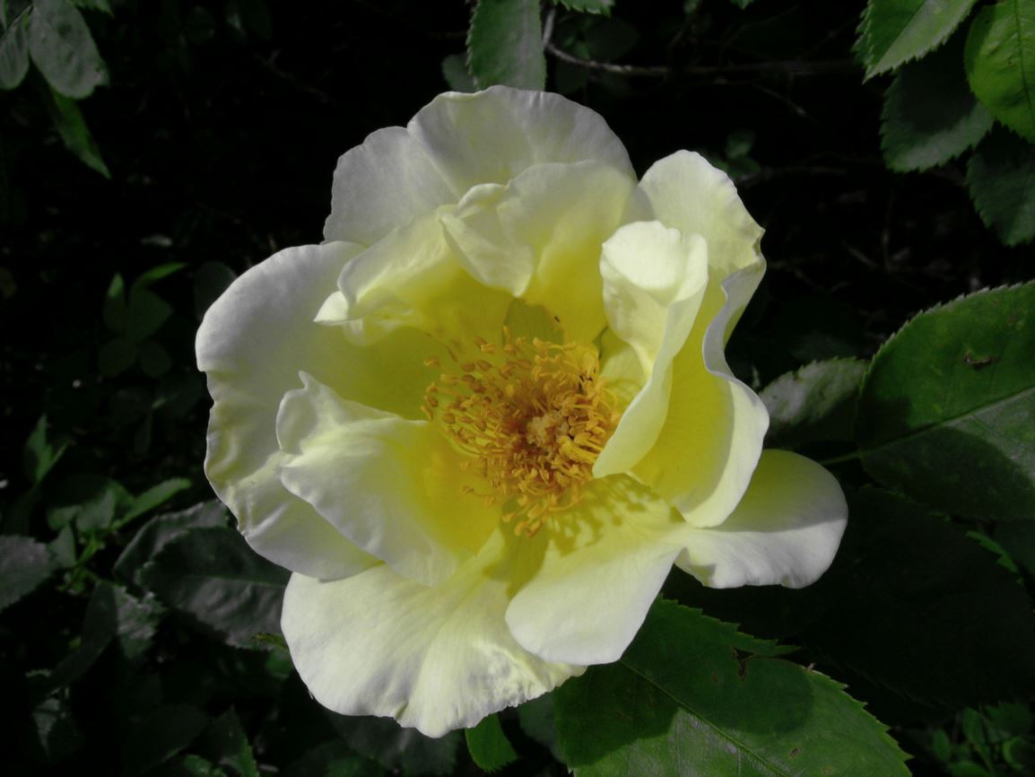 Rosa 'Golden Wings' - 'Golden Wings' rose