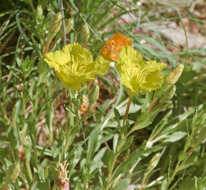 Oenothera hartwegii - Hartweg's sundrops, western sundrops