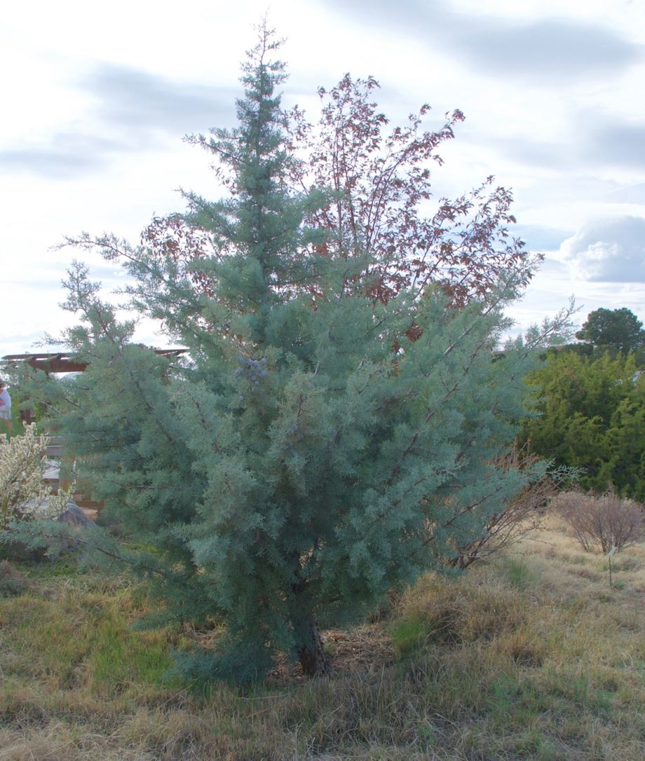 Cupressus arizonica var. glabra 'Blue Ice' - 'Blue Ice' Arizona cypress