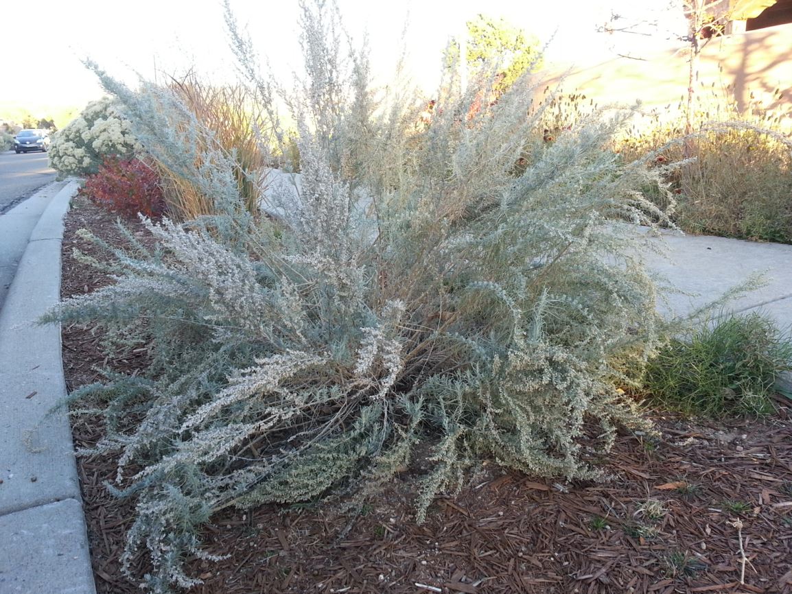 Artemisia filifolia - threadleaf sage, sand sagebrush