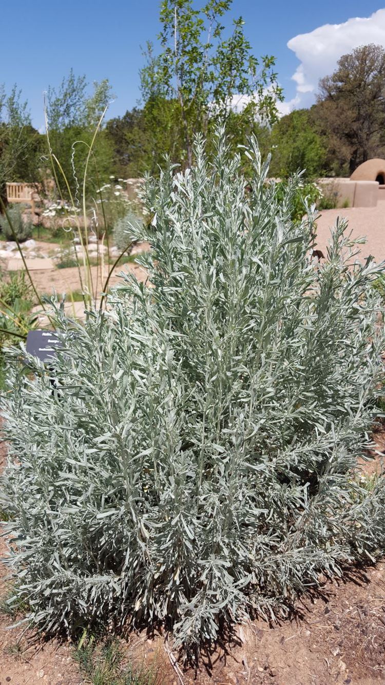 Artemisia tridentata - big sagebrush, Great Basin ...