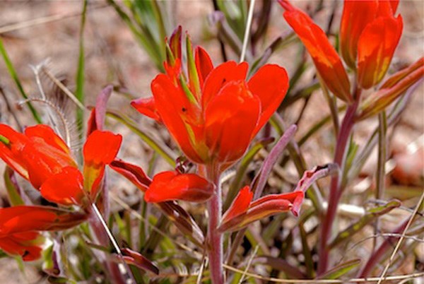 Castilleja integra - Indian paintbrush, southwestern Indian paintbrush, wholeleaf Indian paintbrush, foothills paintbrush, cola de borrego, garañonas, hierba del cancer