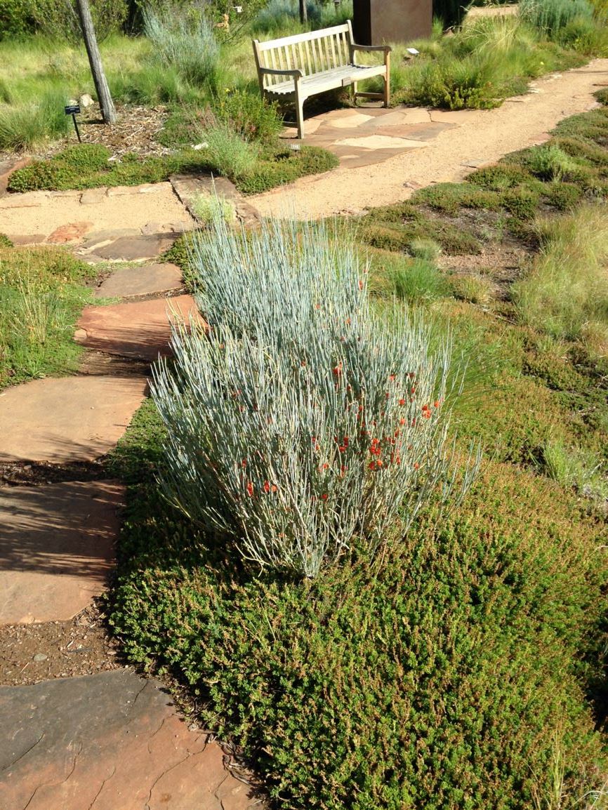 Ephedra equisetina - bluestem joint fir, bluestem ephedra, ma huang