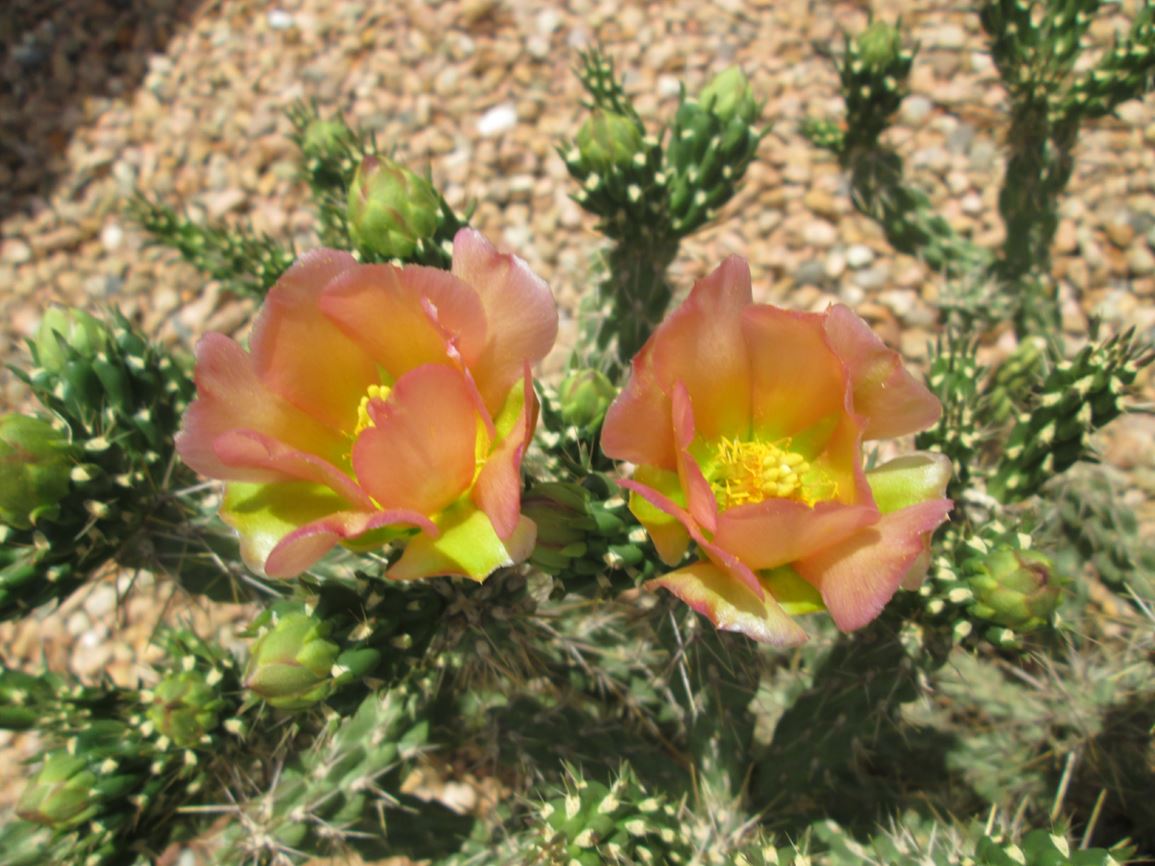 Cylindropuntia × viridiflora - Santa Fe cholla, rat tail cholla