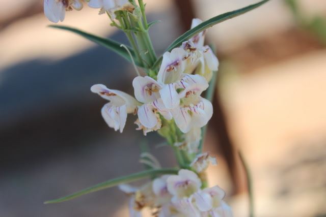 Penstemon virgatus - upright blue penstemon, wandbloom penstemon, beardless sidebells penstemon