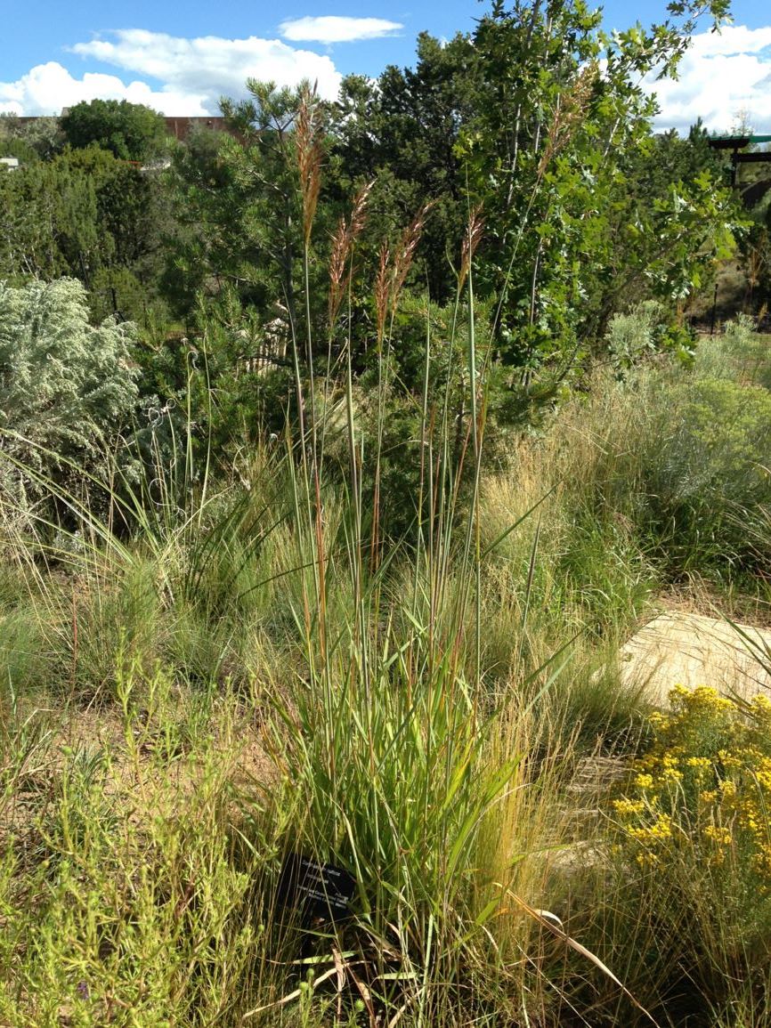 Sorghastrum nutans - Indian grass