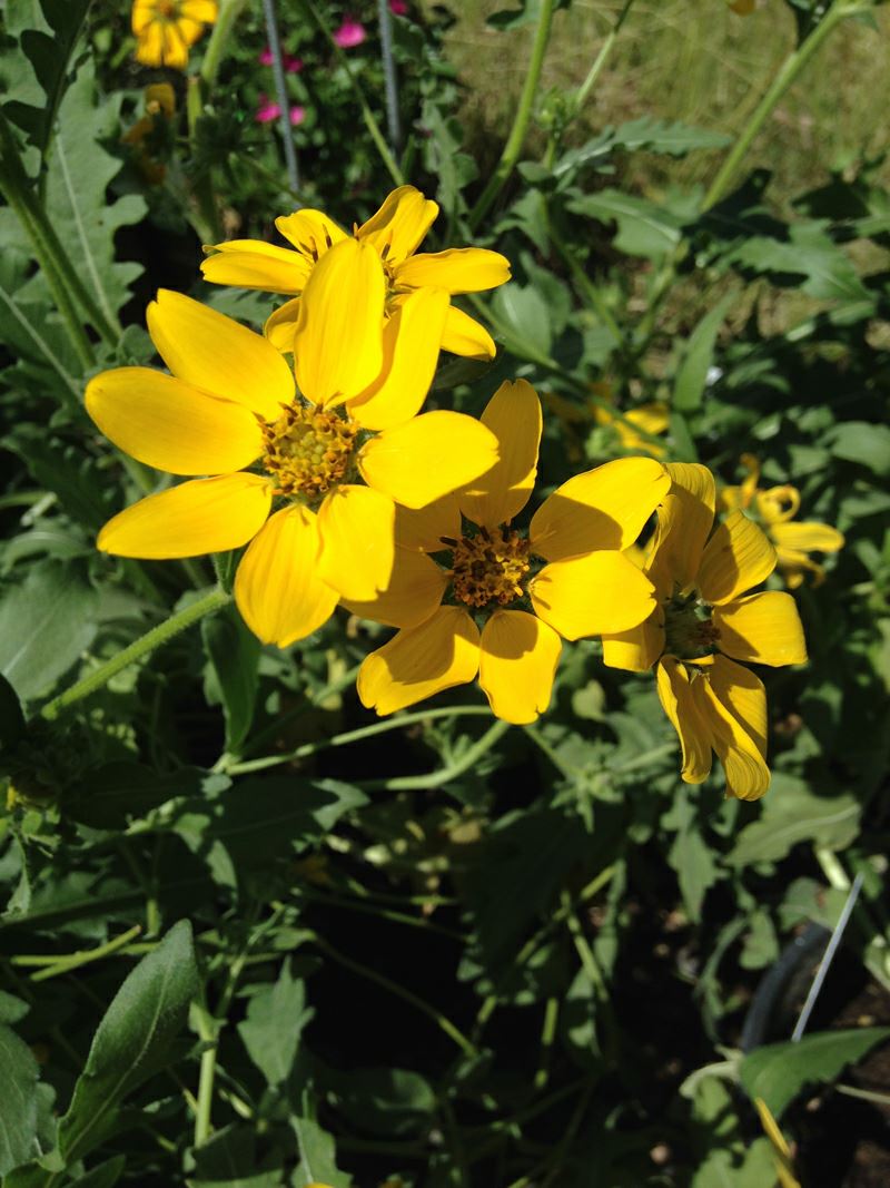 Engelmannia peristenia - Engelmann daisy