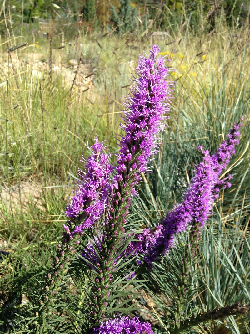 Liatris punctata - dotted blazing star, dotted gayfeather