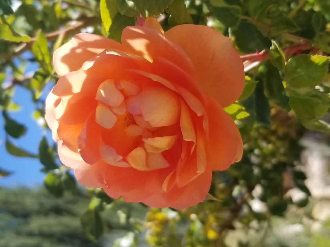 Rosa × 'Ausmum' PAT AUSTIN - PAT AUSTIN rose