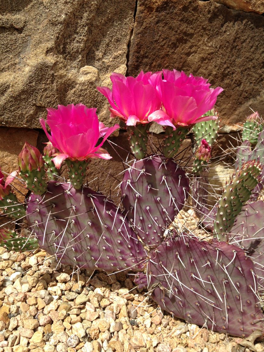 Opuntia polyacantha 'Dark Knight' - 'Dark Knight' prickly pear