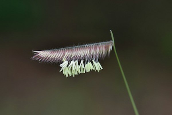 Bouteloua gracilis - blue grama, mosquito grass, navajita común, grama, navajita común, grama