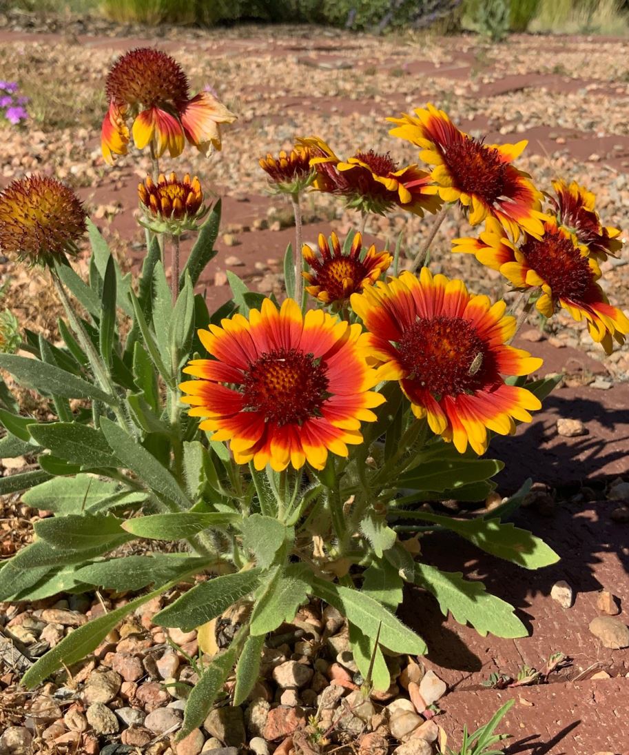Gaillardia × grandiflora 'Arizona Sun' - 'Arizona Sun' blanket flower