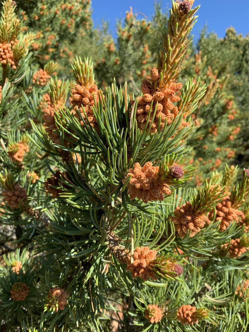 Pinus edulis piñon pine, pinyon pine, twoneedle pinyon, Colorado