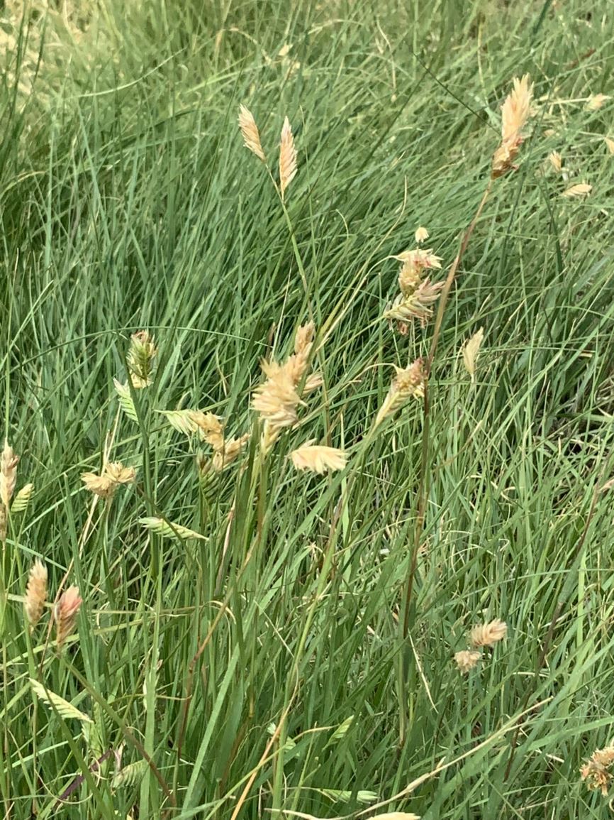 Bouteloua dactyloides - buffalo grass, hierba búfalo, zacate búfalo