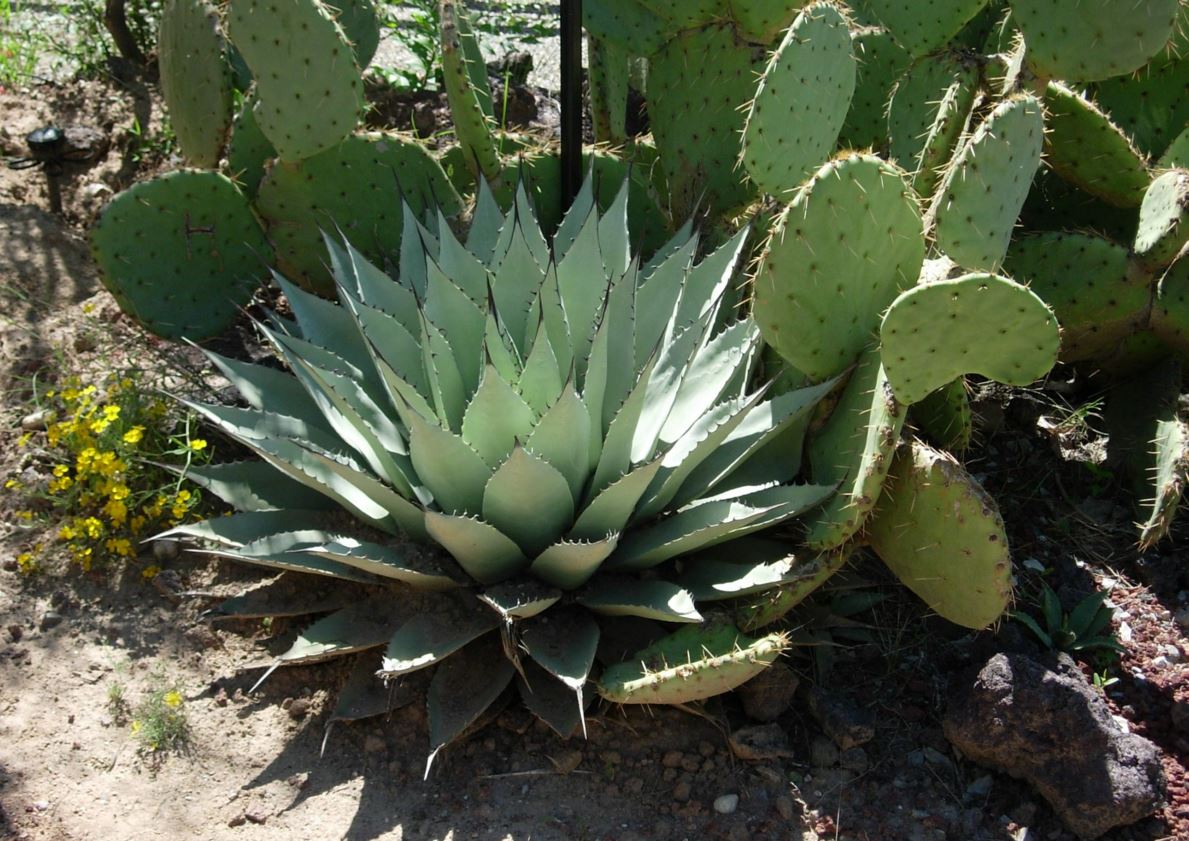 Agave parryi - Parry's agave, mescal agave, mescal