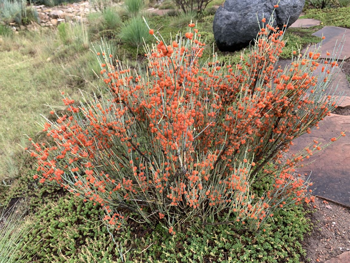 Ephedra equisetina bluestem joint fir, bluestem ephedra, ma huang