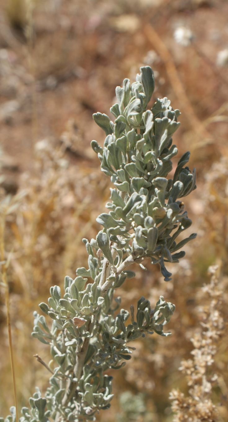 Artemisia tridentata - big sagebrush, Great Basin ...