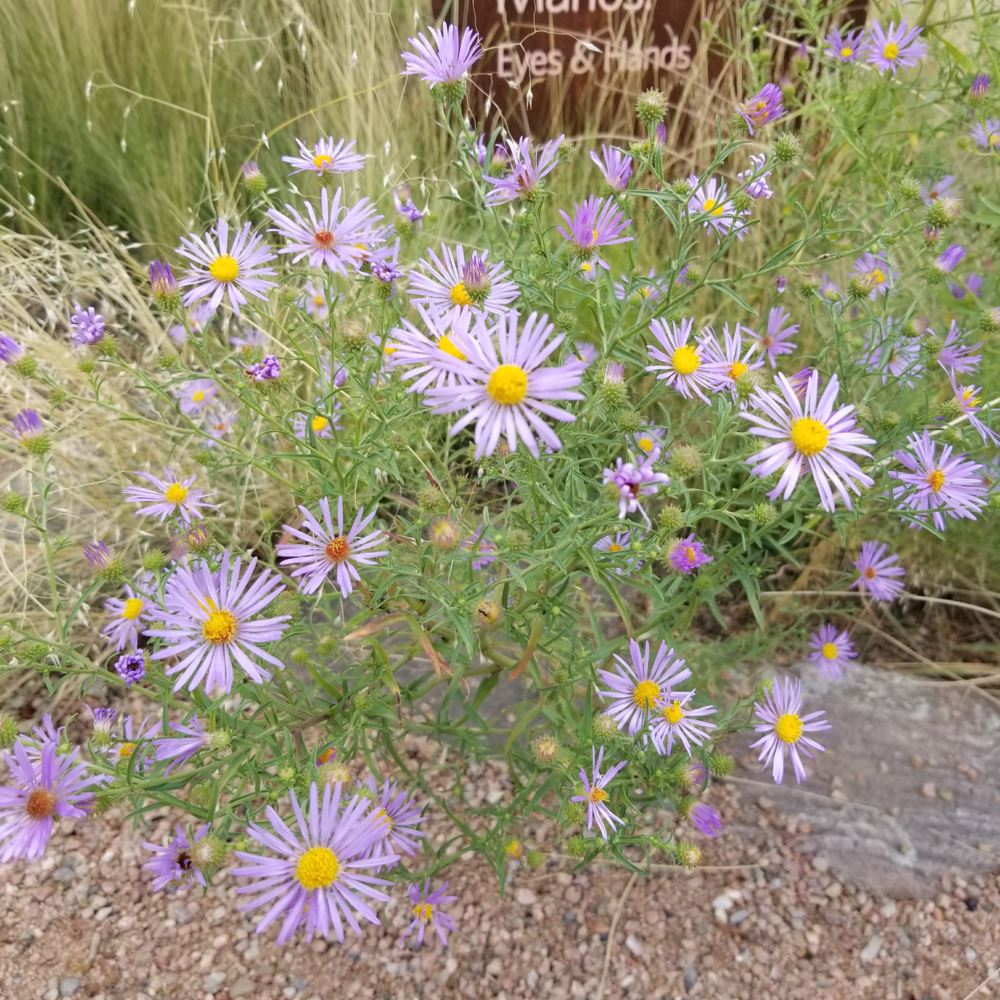 Dieteria bigelovii - Bigelow's tansy aster, sticky aster