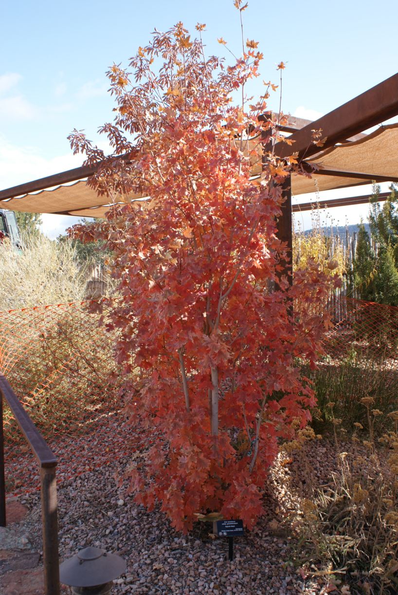 Acer saccharum subsp. grandidentatum - bigtooth maple, palo de azúcar