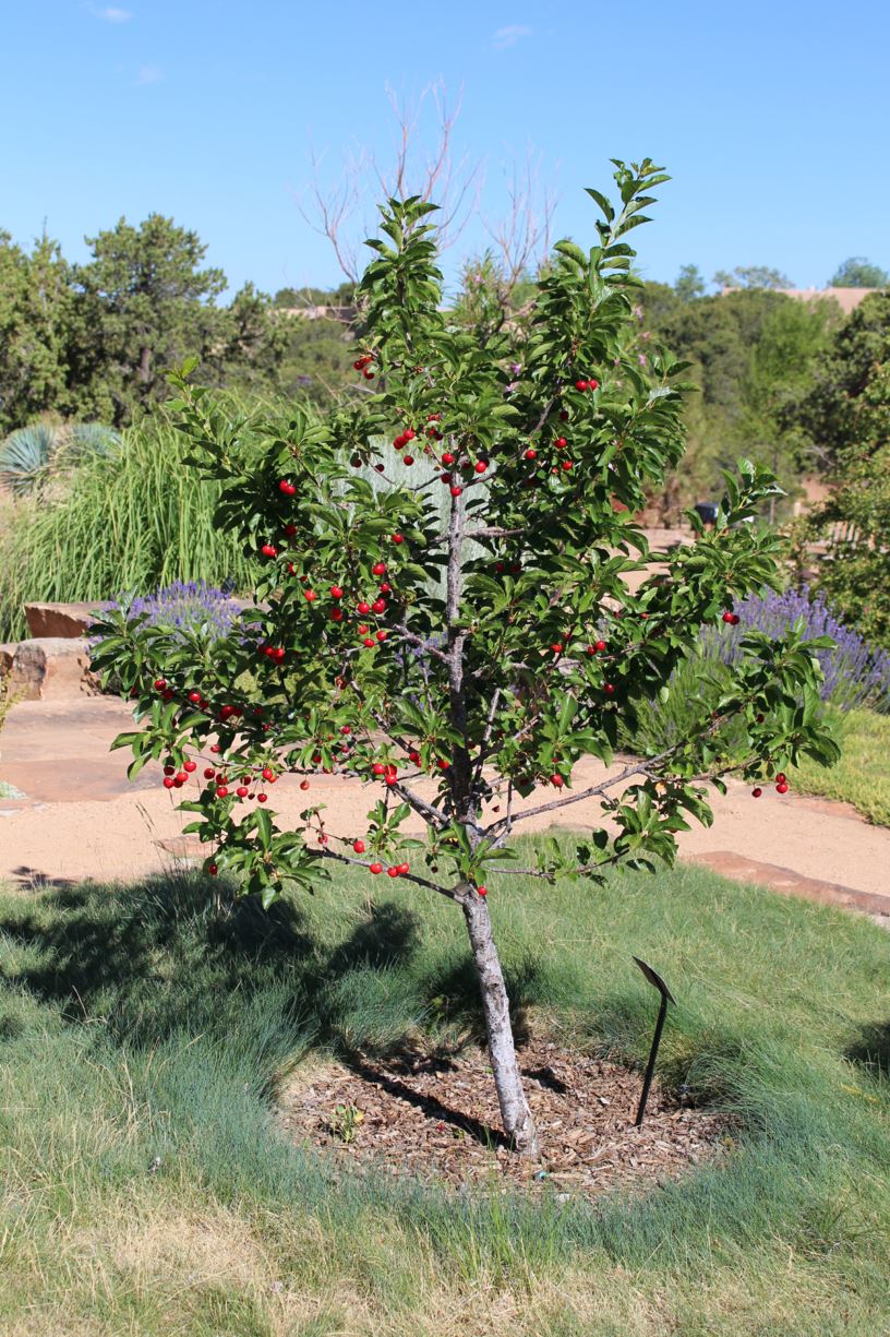 Prunus cerasus 'Surefire' - 'Surefire' cherry