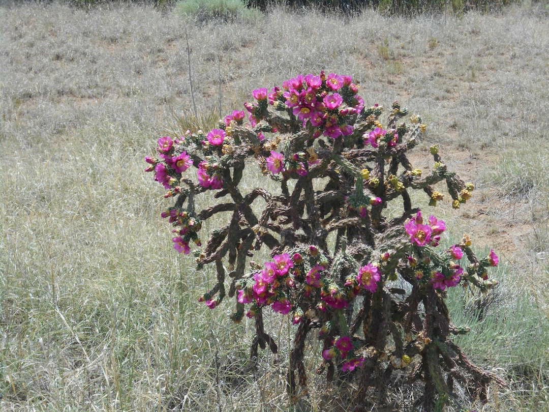 Cylindropuntia imbricata - tree cholla, cane cactus, cardón, abrojo, cardenche, coyonostle, tesajo, vela de coyote