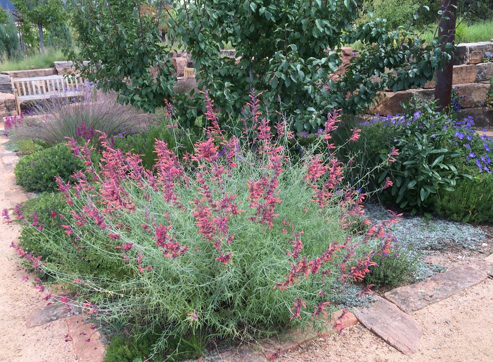 Agastache rupestris - hummingbird mint, sunset agastache, licorice mint, sunset hyssop, threadleaf giant hyssop