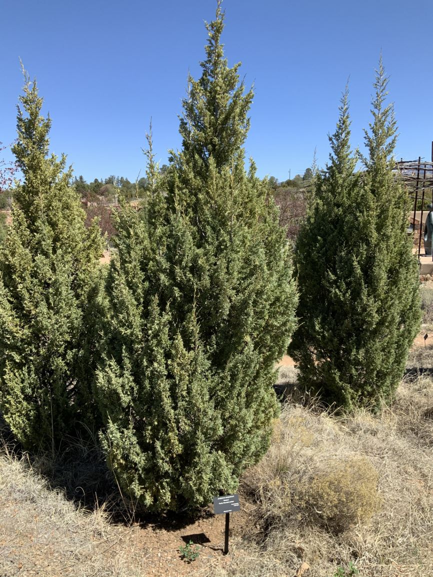 Juniperus scopulorum 'Medora' - 'Medora' juniper