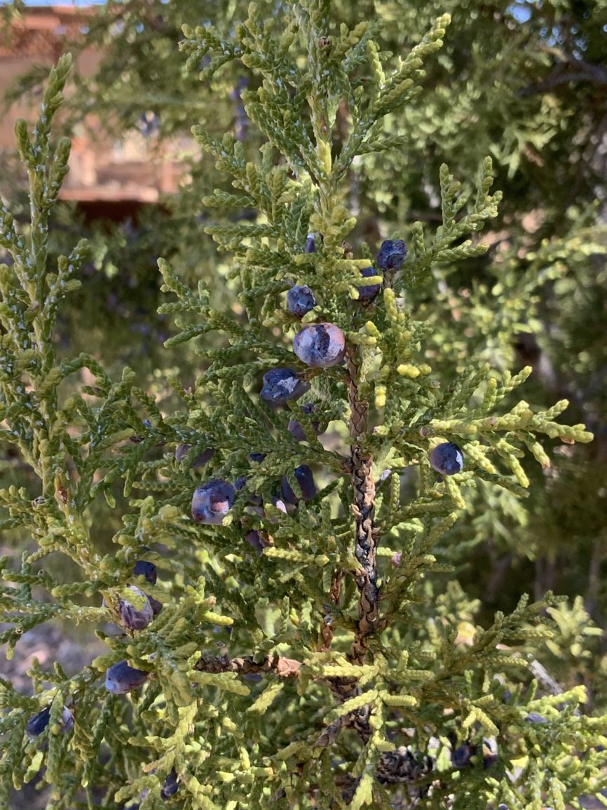 Juniperus Monosperma - One-seed Juniper, New Mexico Cedar, Cherrystone ...