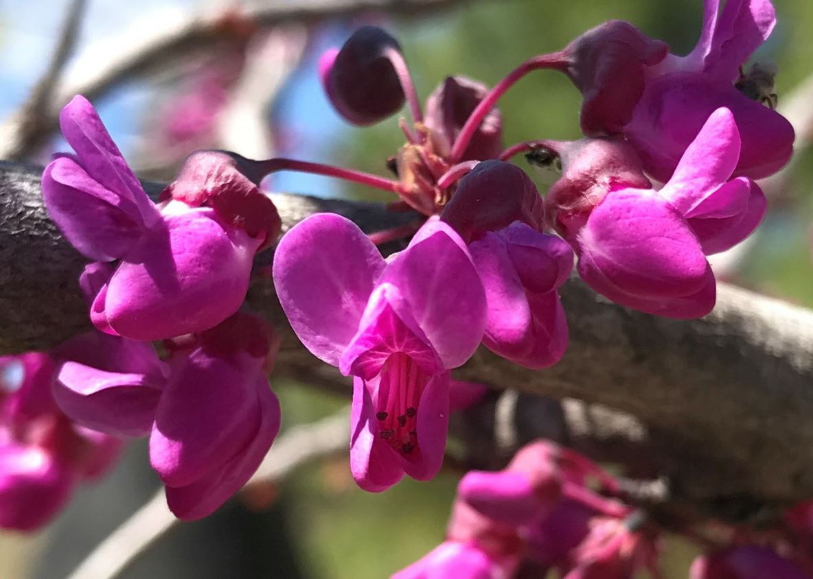 Cercis canadensis var. texensis 'Oklahoma' - 'Oklahoma' Texas redbud