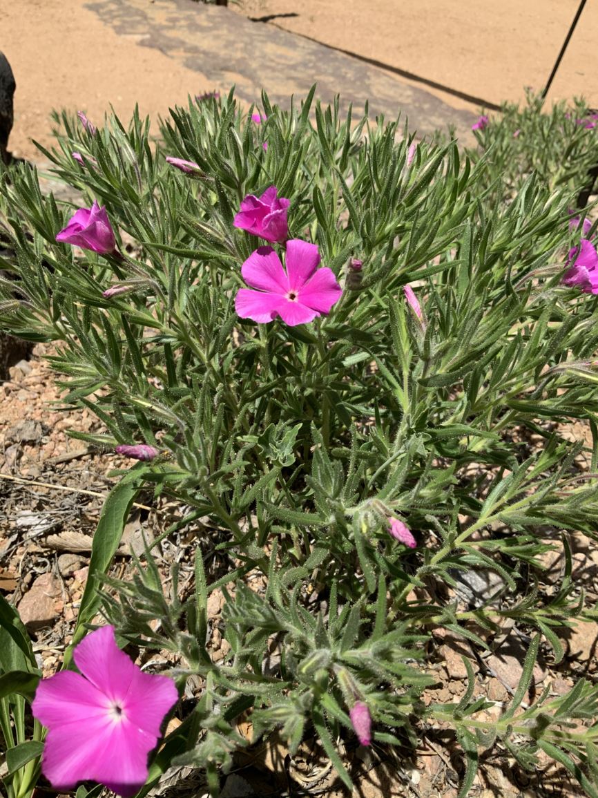 Phlox nana - Santa Fe phlox