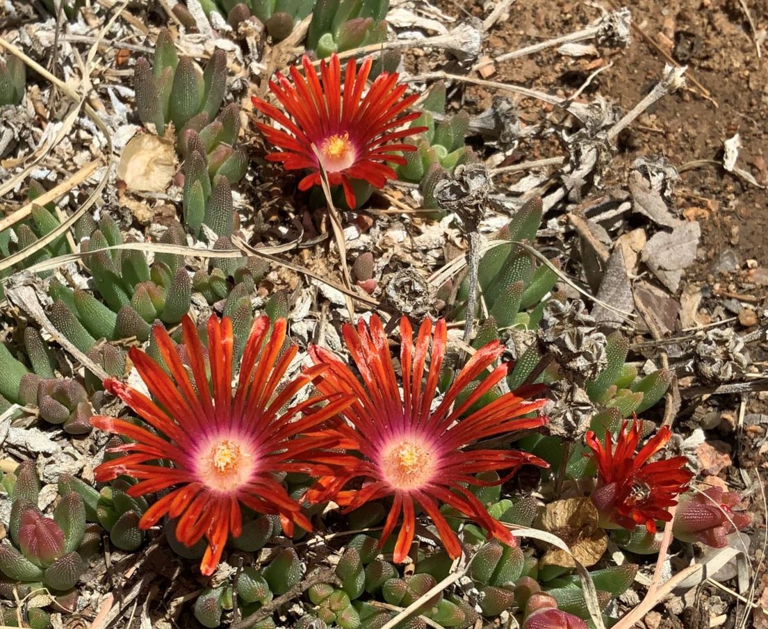 Delosperma 'PWWG02S' RED MOUNTAIN® FLAME - RED MOUNTAIN® FLAME ice plant