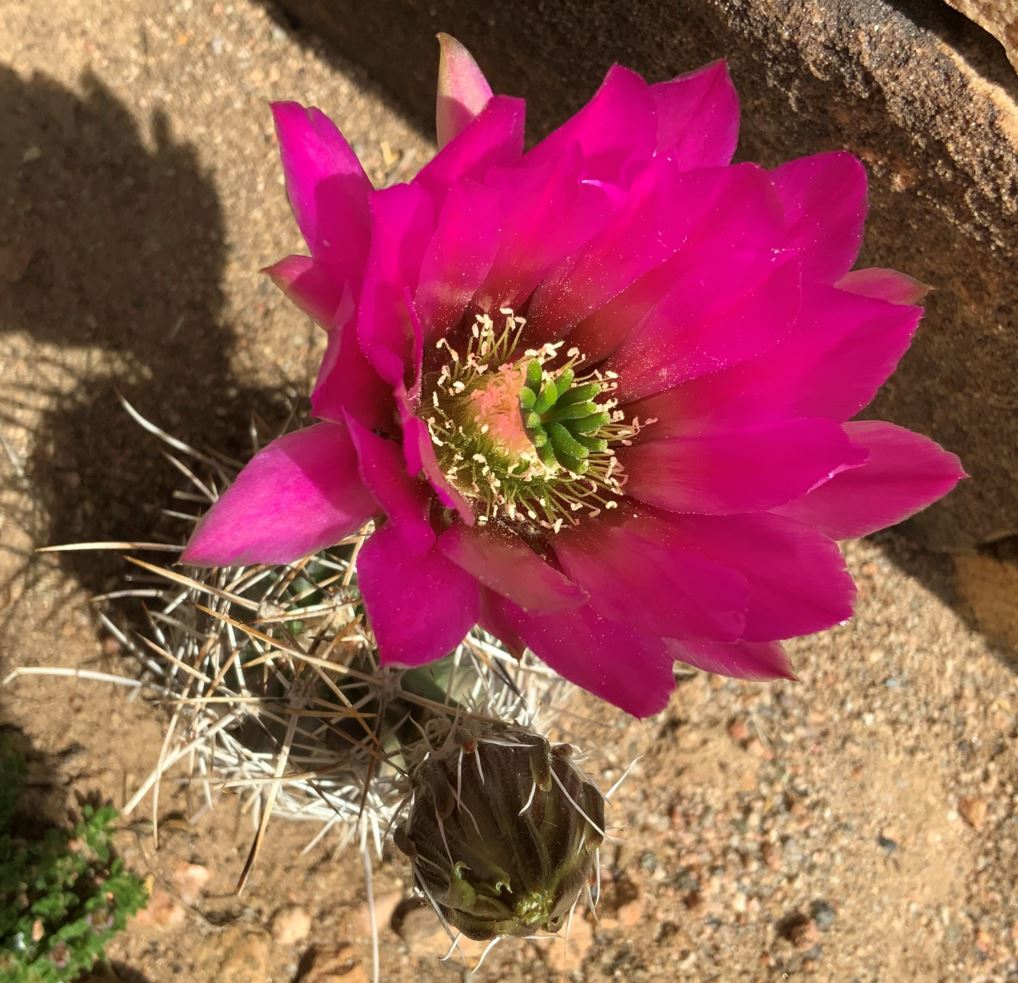 Echinocereus fendleri - pink-flower hedgehog cactus, Fendler's hedgehog cactus