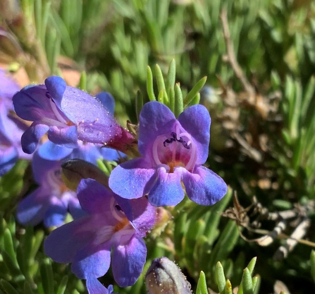 Penstemon abietinus - firleaf penstemon