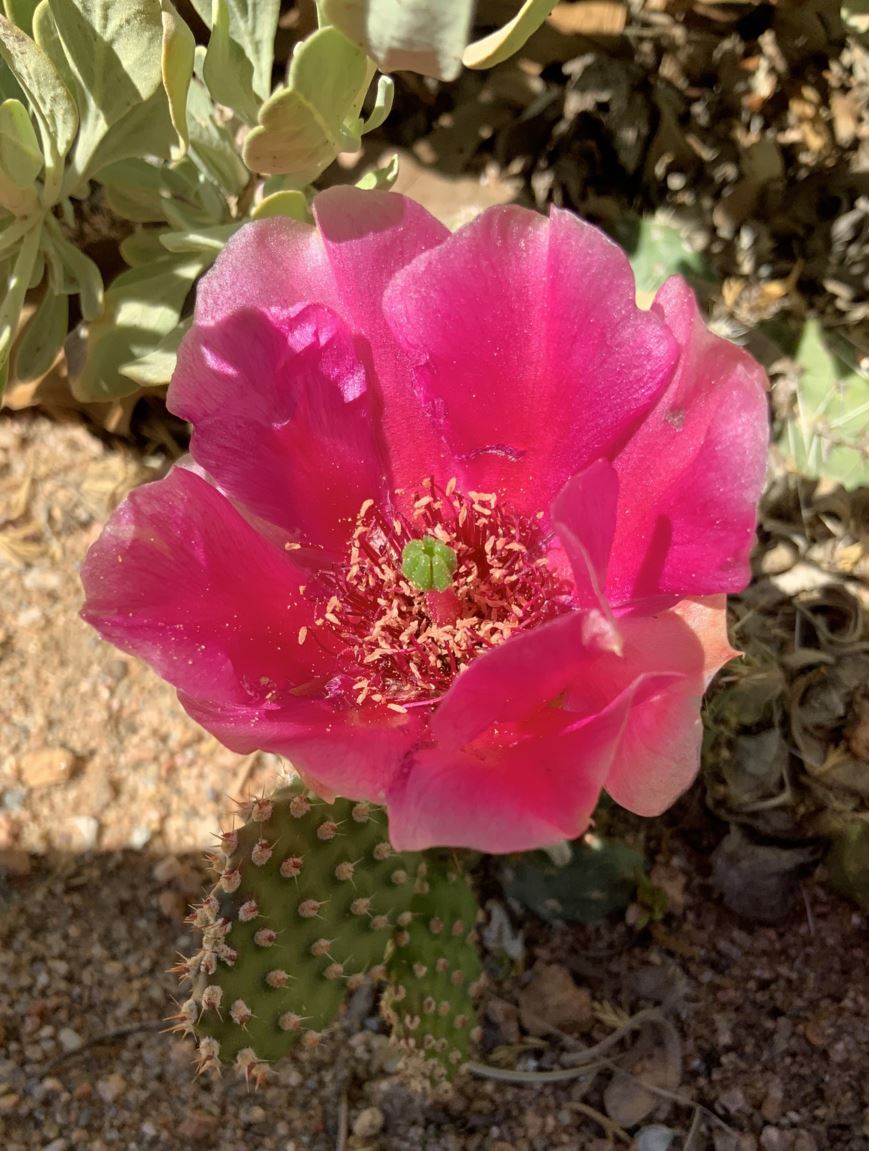 Opuntia × 'Red Gem' - 'Red Gem' prickly pear