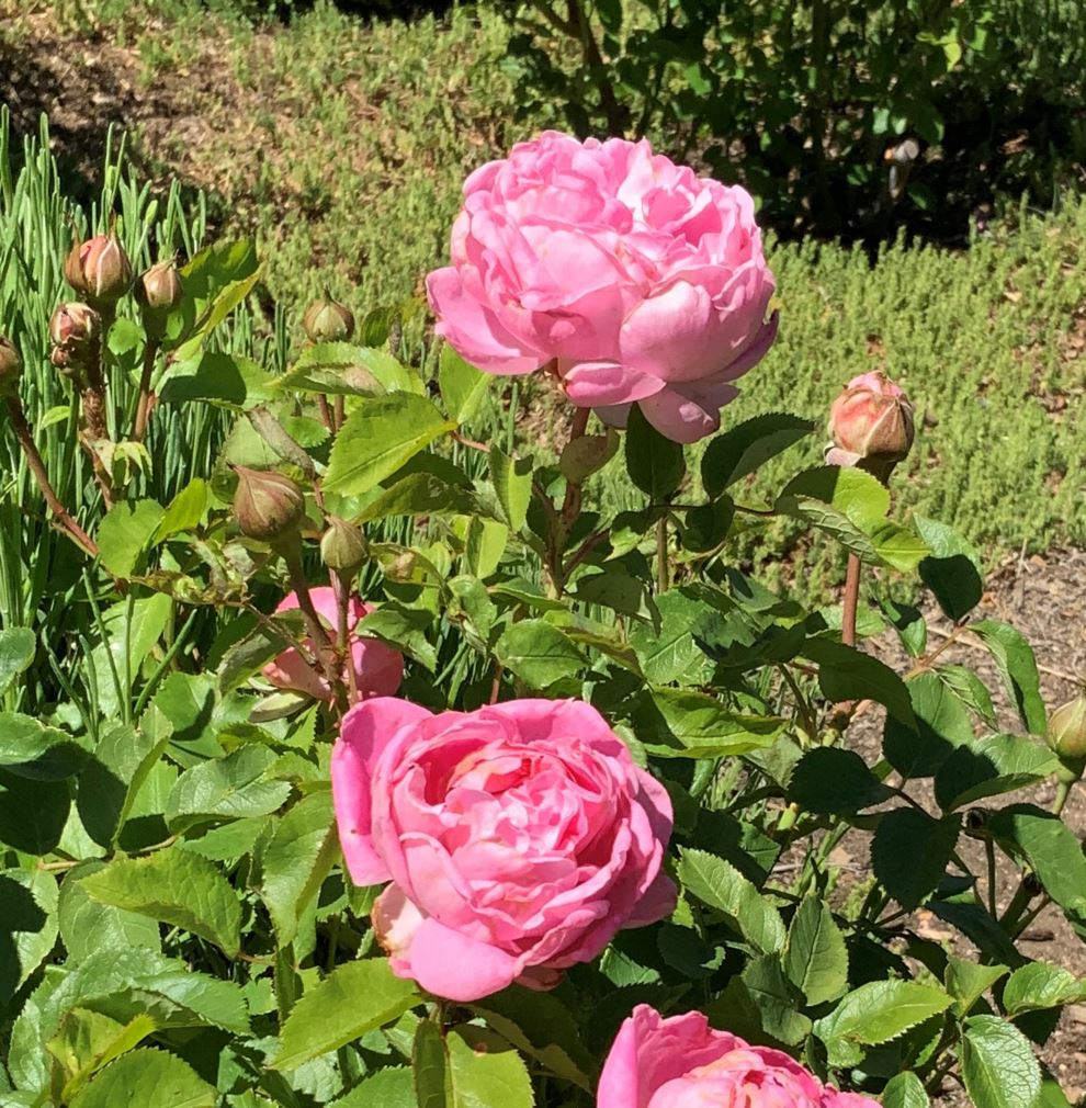 Rosa × 'Ausmary' MARY ROSE® - MARY ROSE® shrub rose