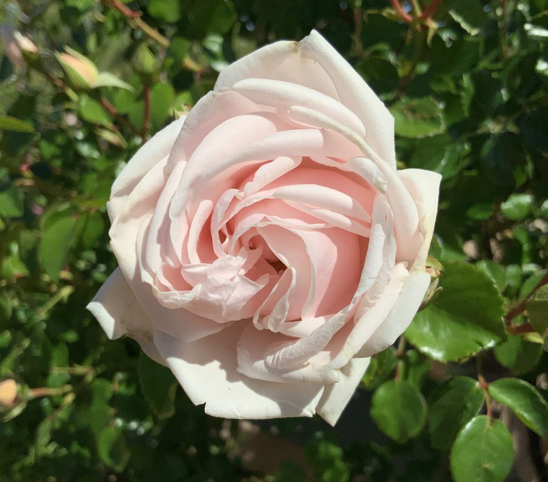 Rosa × 'New Dawn' - 'New Dawn' rose