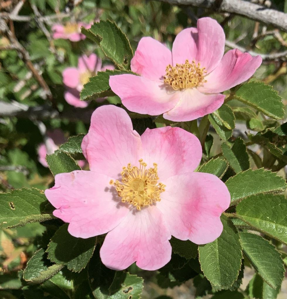 Rosa rubiginosa - sweetbriar rose, eglantine rose