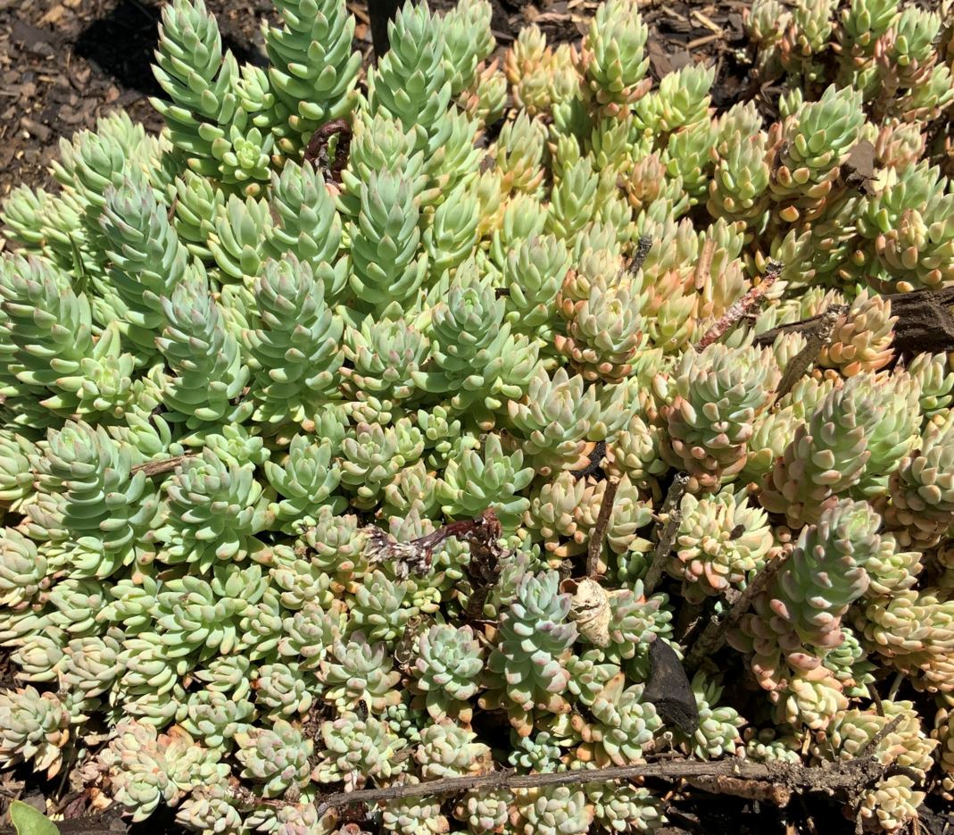 Sedum sediforme TURQUOISE TAILS - TURQUOISE TAILS sedum