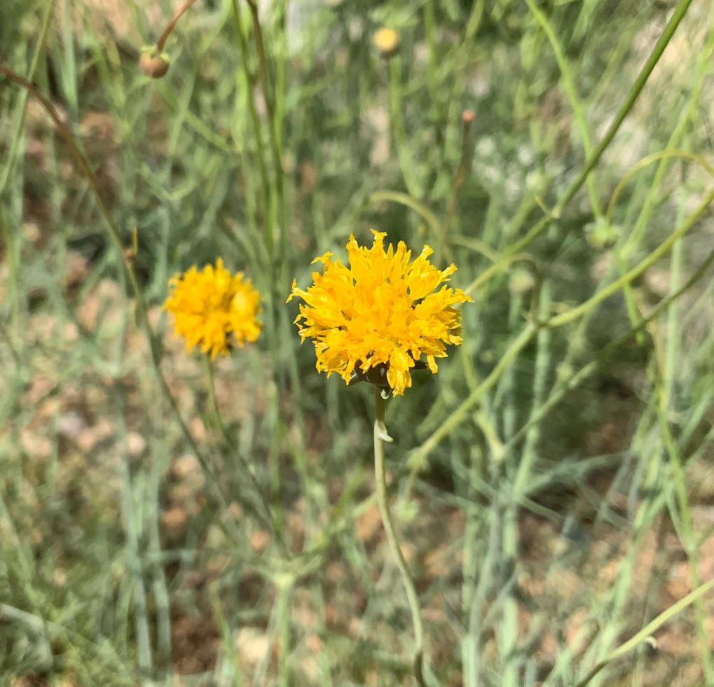 Thelesperma megapotamicum - Navajo tea, Hopi tea greenthread, cota