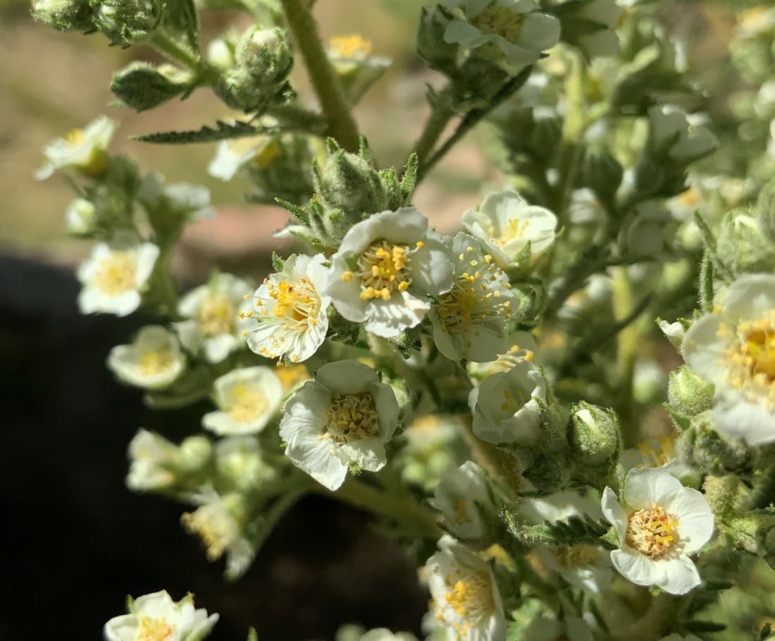 Chamaebatiaria millefolium - fernbush, desert sweet