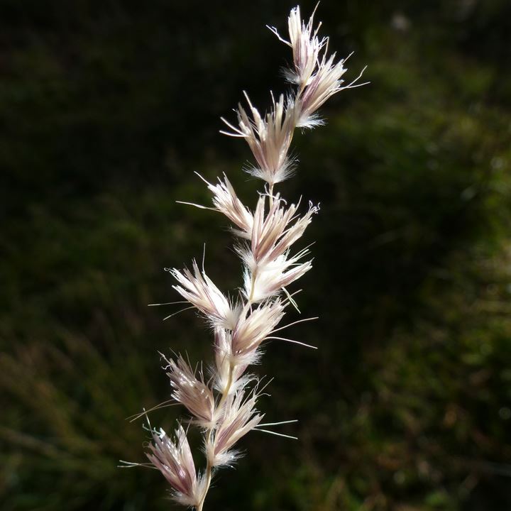 Hilaria jamesii - James' galleta, curly grass, galleta