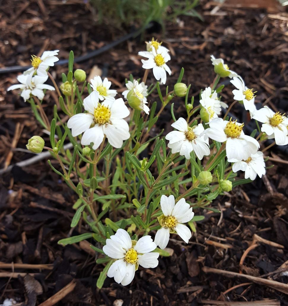 Melampodium leucanthum - Blackfoot daisy