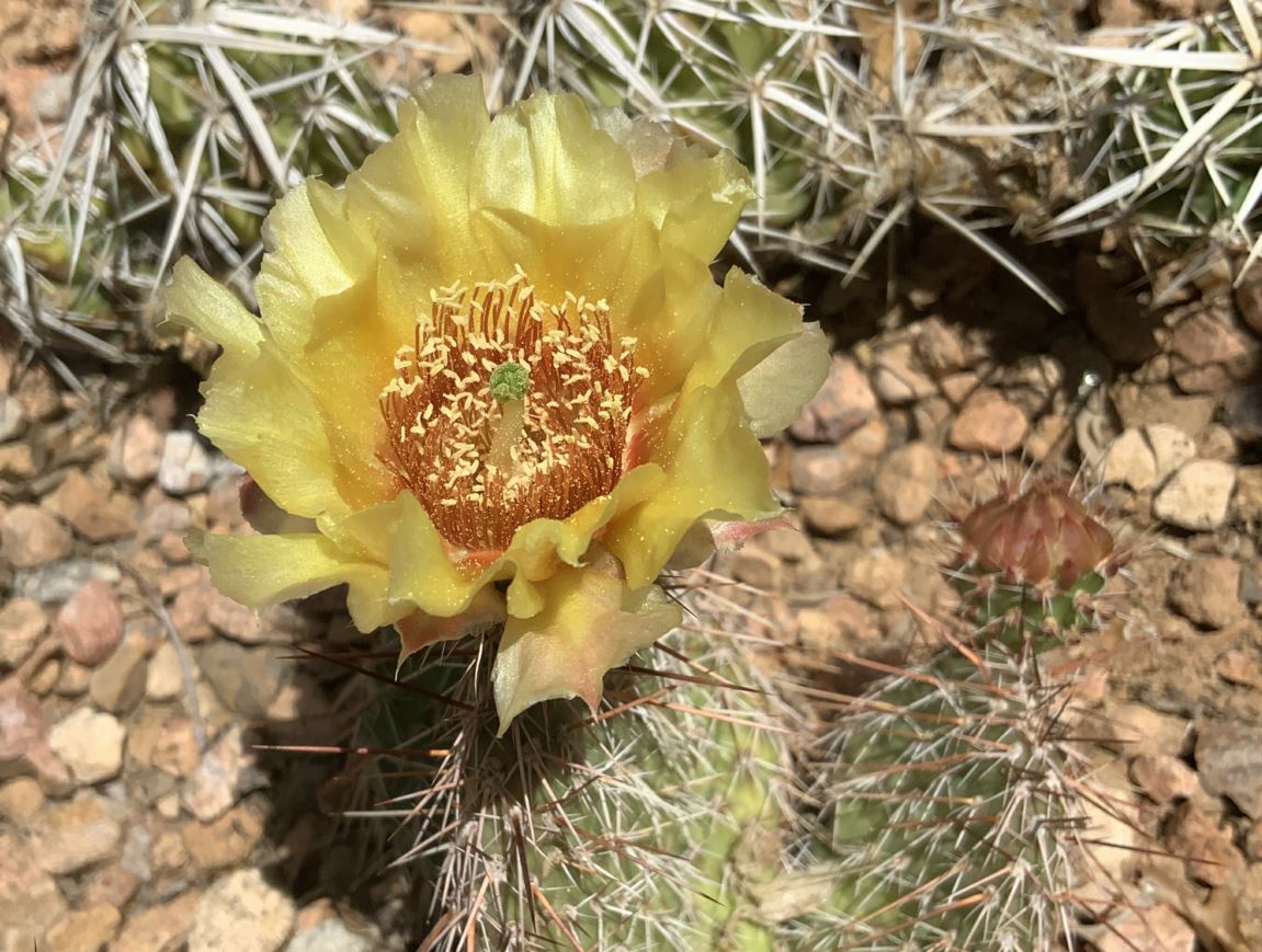 Opuntia polyacantha - plains prickly pear, nopal peludito