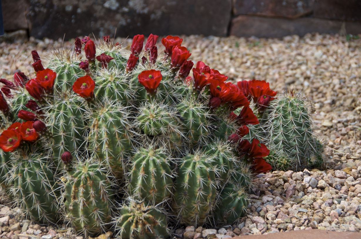 Echinocereus coccineus - claret cup cactus, scarlet hedgehog